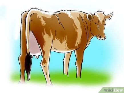 Ca vaca inseminate