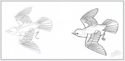 Cum să elaboreze o pasăre în zbor