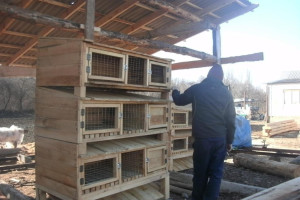 hutches de iepure cu desenul lor mâini