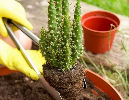 Cum să aibă grijă de cactusi acasă