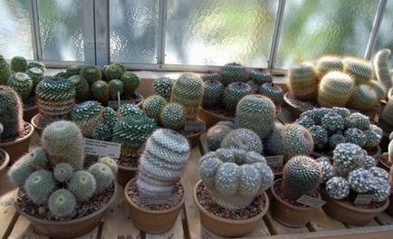 Cum să aibă grijă de cactusi acasă