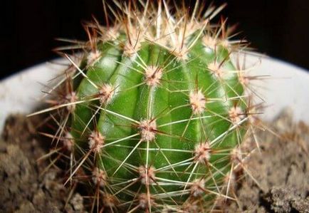 Cum să aibă grijă de cactusi acasă