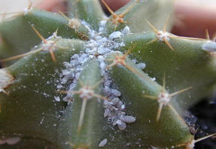 Cum să aibă grijă de cactusi acasă