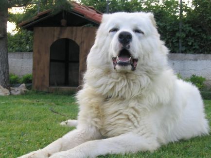 Ciobanesc caucazian fotografie câine