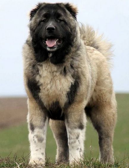 Ciobanesc caucazian fotografie câine