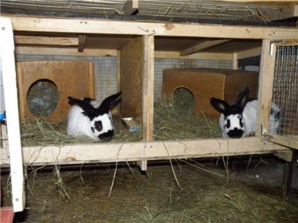 hutches de iepure cu desenul lor mâini