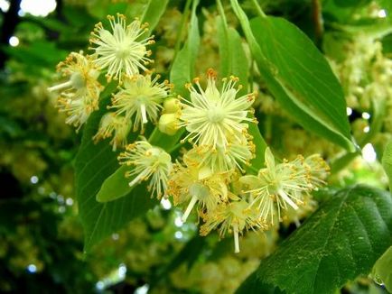 Lime Blossom - pomul este bun pentru sănătate