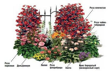 schema mixborder de plante perene