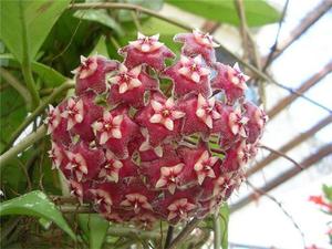 Hoya le floare