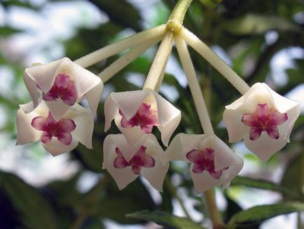 Hoya le floare