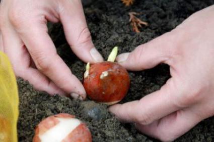 Cum să planteze lalele în primăvara