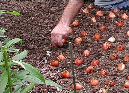 Cum să planteze lalele în primăvara