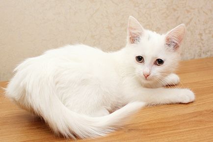 Colorarea de blana de pisici