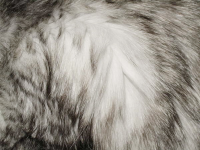 Colorarea de blana de pisici