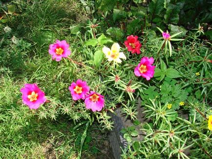 Cum de a planta purslane