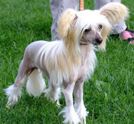 Cum să aibă grijă pentru chinezi Crested Cum să aibă grijă pentru chinezi Crested