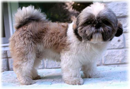 câine rasa shih tzu