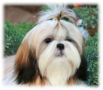 câine rasa shih tzu