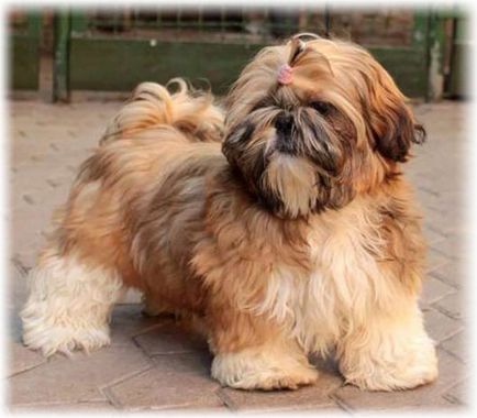 câine rasa shih tzu