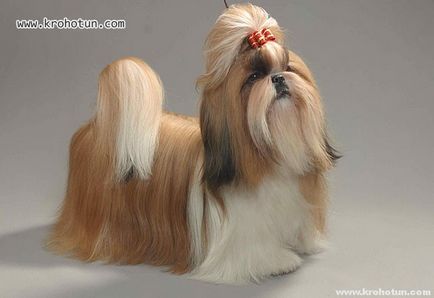 câine rasa shih tzu