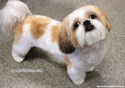 câine rasa shih tzu