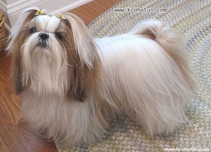 câine rasa shih tzu