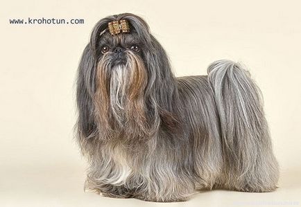 câine rasa shih tzu