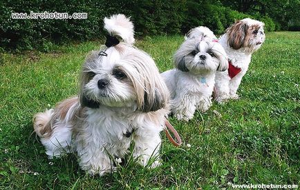 câine rasa shih tzu