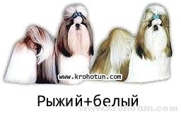 câine rasa shih tzu