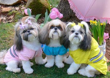 câine rasa shih tzu