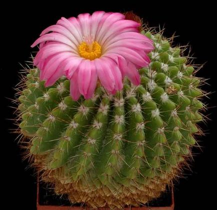 Cum să aibă grijă de cactusi acasă Cum să aibă grijă de cactusi acasă