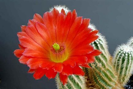 Cum să aibă grijă de cactusi acasă