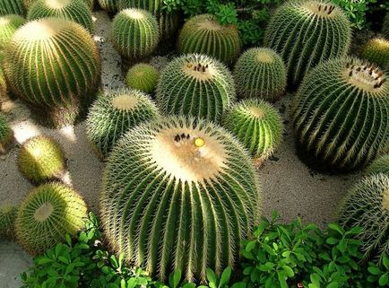 Cum să aibă grijă de cactusi acasă