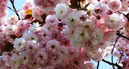 Ce fel de flori de cires