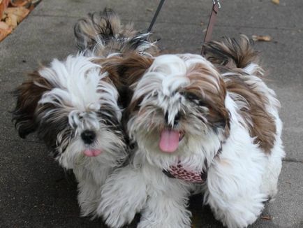 câine rasa shih tzu