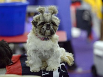 câine rasa shih tzu