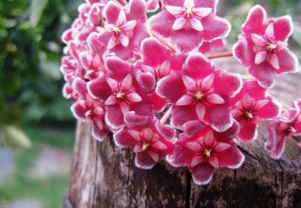 Hoya le floare