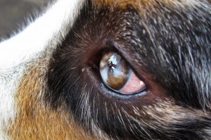 10 mituri despre caini - consiliere veterinar