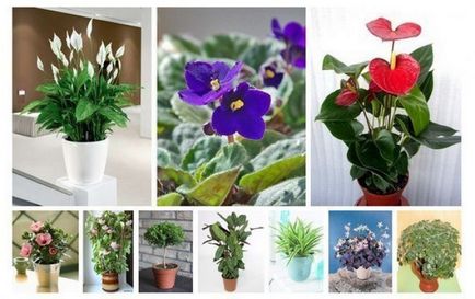 10 de plante, care va aduce în casa ta de fericire și iubire - toate pentru o femeie (vdzh)