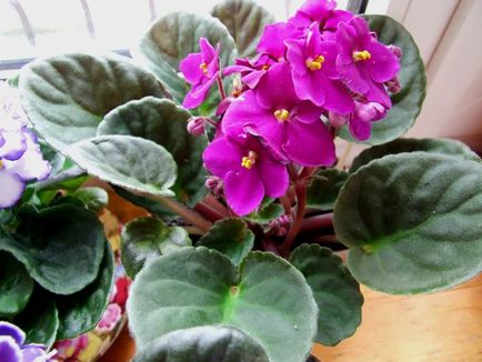 10 de plante, care va aduce în casa ta de fericire și iubire - toate pentru o femeie (vdzh)