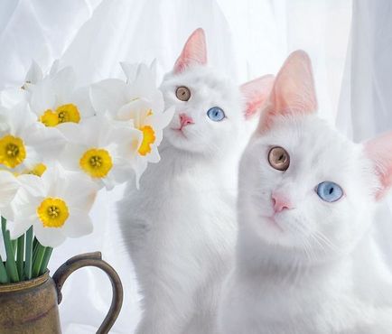 10 Cele mai frumoase pisici de pe teren