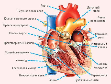11 simptome sugestive pentru probleme cardiace grave