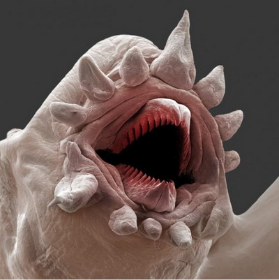 11 monștri Dread, care, fără un microscop să nu vedeți, mixstuff