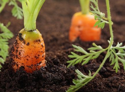 12 legume, care sunt ușor să crească la domiciliu