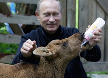 20 Cele mai izbitoare fotografii ale lui Putin cu animale, mai proaspăt - cel mai bun din ziua în care ați avea nevoie vreodată!