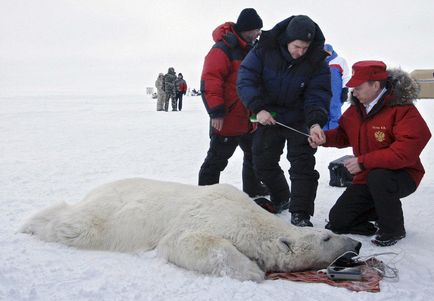 20 Cele mai izbitoare fotografii ale lui Putin cu animale, mai proaspăt - cel mai bun din ziua în care ați avea nevoie vreodată!