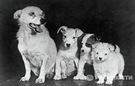 23 Date despre primul cosmonaut - câinele Laika, eroul Uniunii Sovietice
