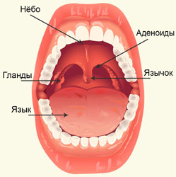 Vegetații adenoide la copii - tratament la domiciliu remedii populare