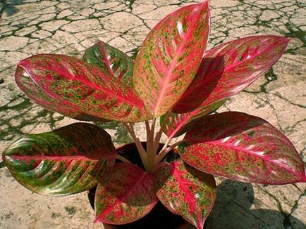 Aglaonema - îngrijire la domiciliu, cum să facă mai stufoasa, foto, video