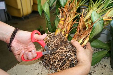 Aglaonema - îngrijire la domiciliu, cum să facă mai stufoasa, foto, video